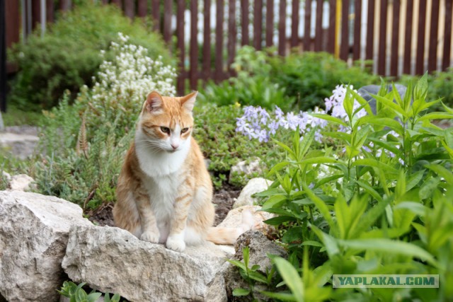Кот и сад