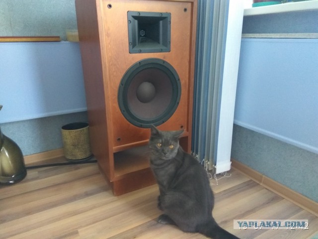 Котовторник 18.07.2017