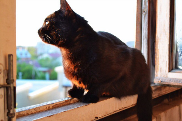 Коты и Кошки