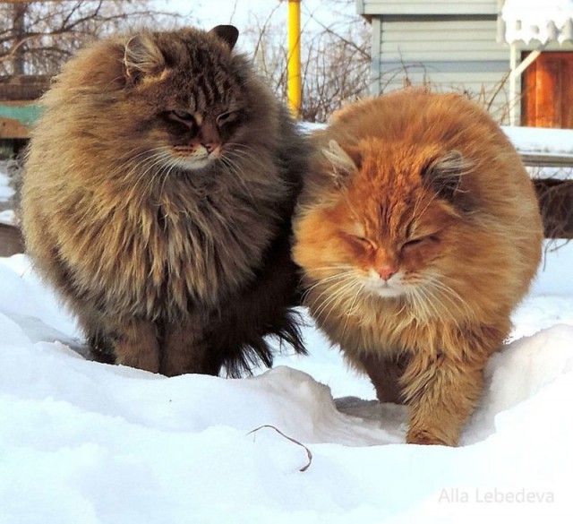 Коты и Кошки