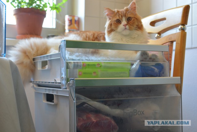 30 способов использования котов в хозяйстве