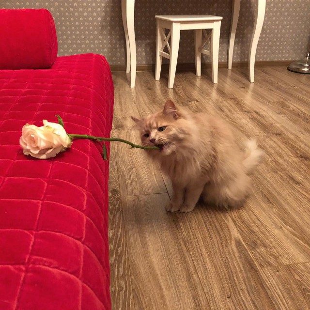 Котовторник 13.03.2018