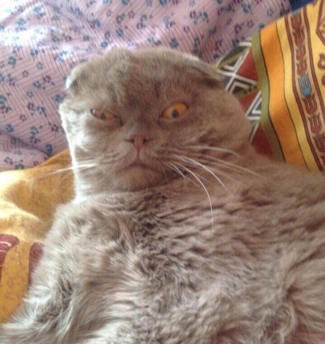 Неадекватные коты