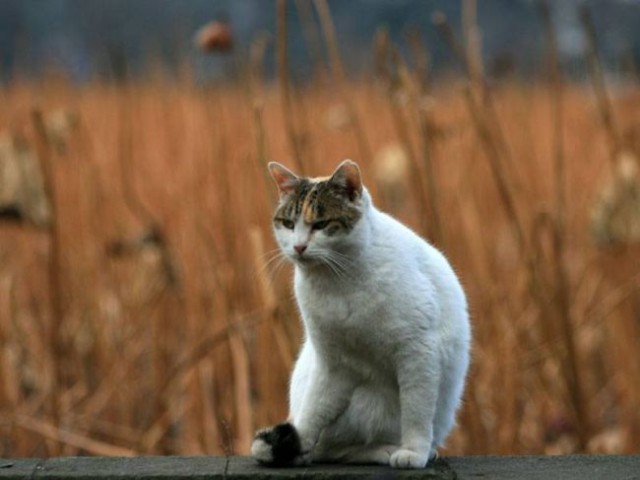 Рыжий котовторник на ЯПлакал!, Смотрим  и добавляем!