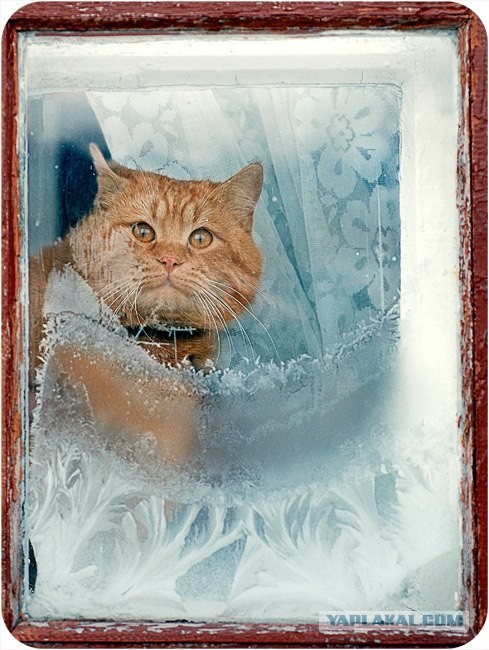 Котовторник (20.01)