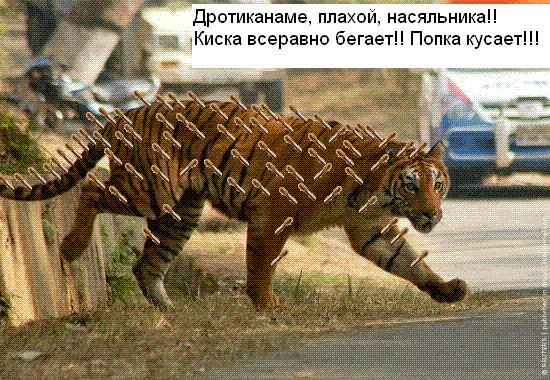 Бенгальские тигры вырвались на свободу!