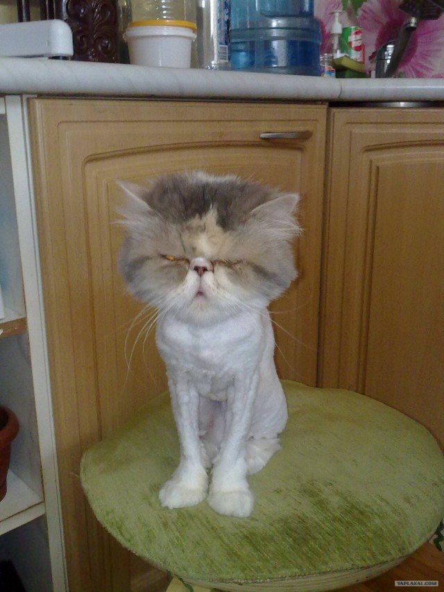 Кошачья летняя стрижка