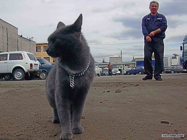 Котовторник, 19 октября