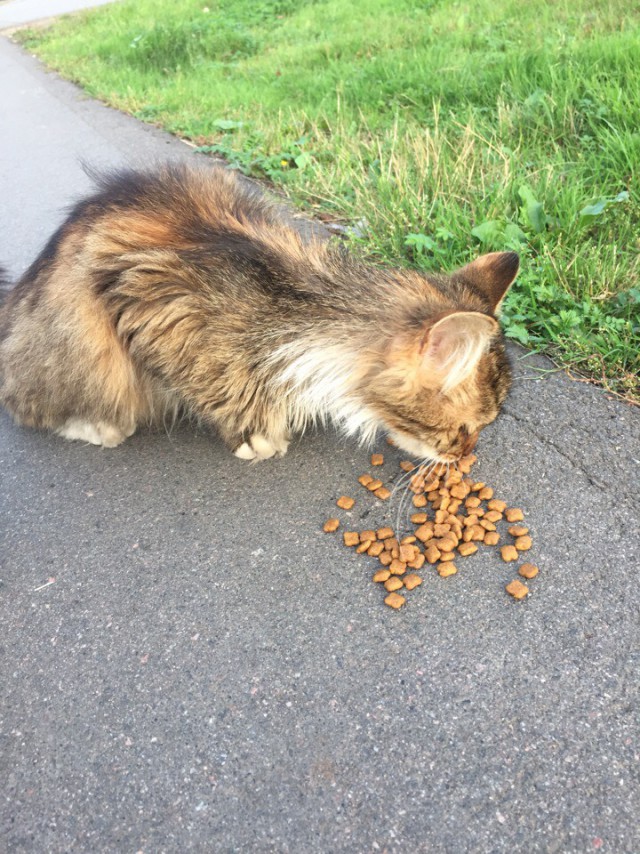 Прикольных котов пост