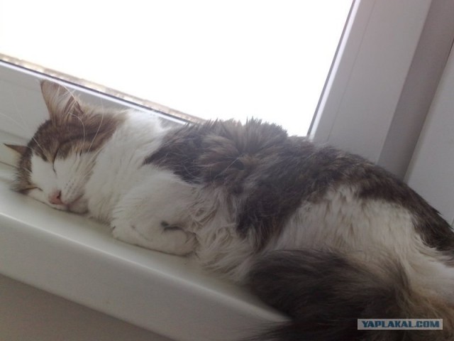 Котовторник. А как же?!