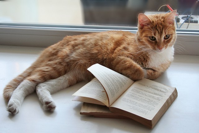 Прикольных котов пост