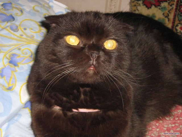 Котовторник с Максом