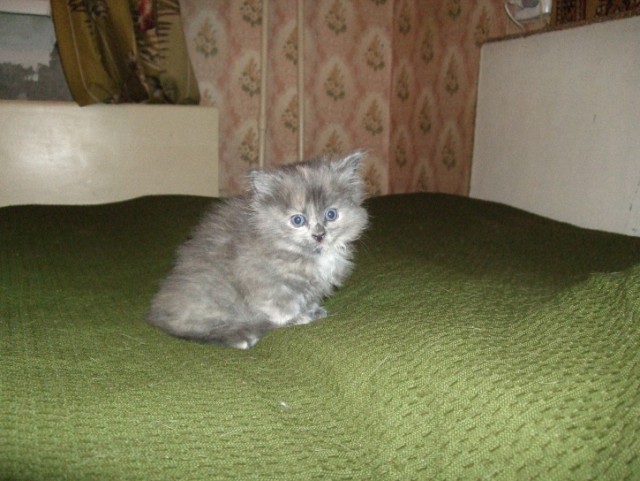 Котовторник 1.11.11