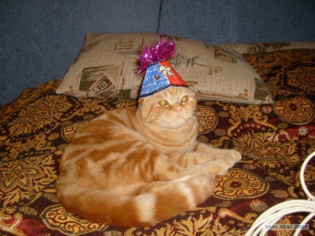 Котовторник 27.12.11