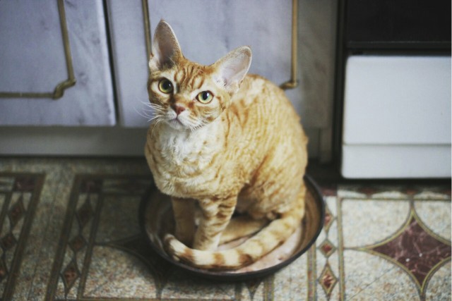 Немного милоты