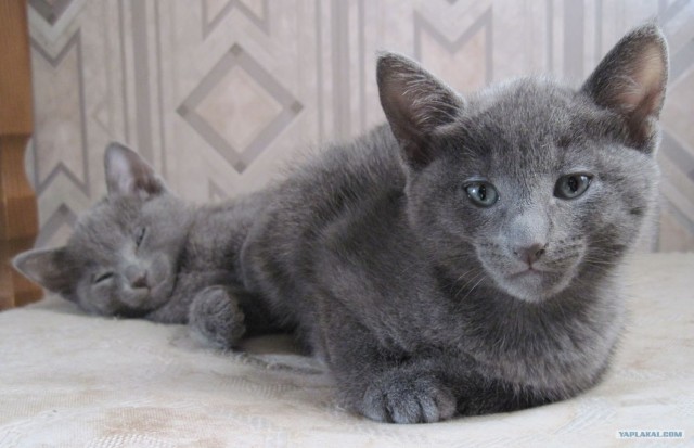Котовторник (14.02.2012)