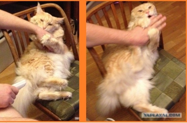 Котовторник   5.06.2012