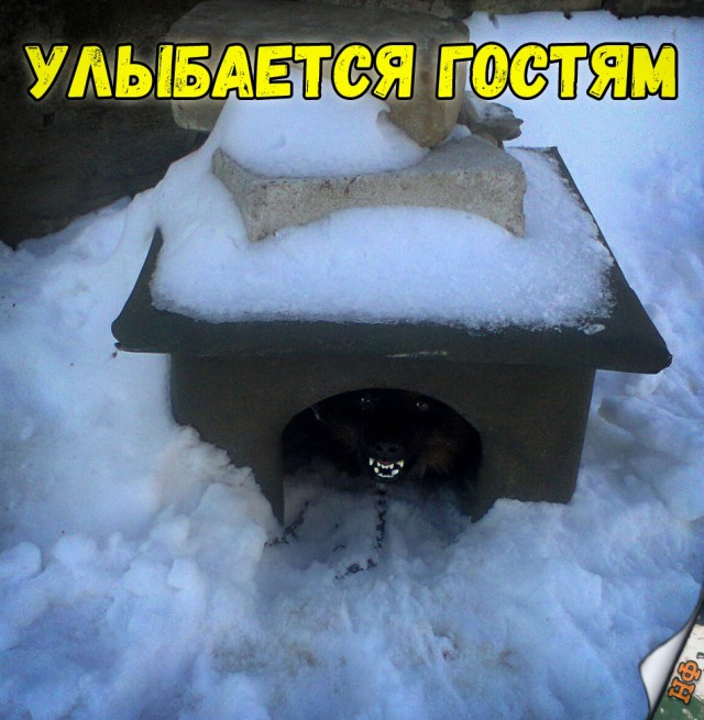 Милые животные. Мимиметр сломался