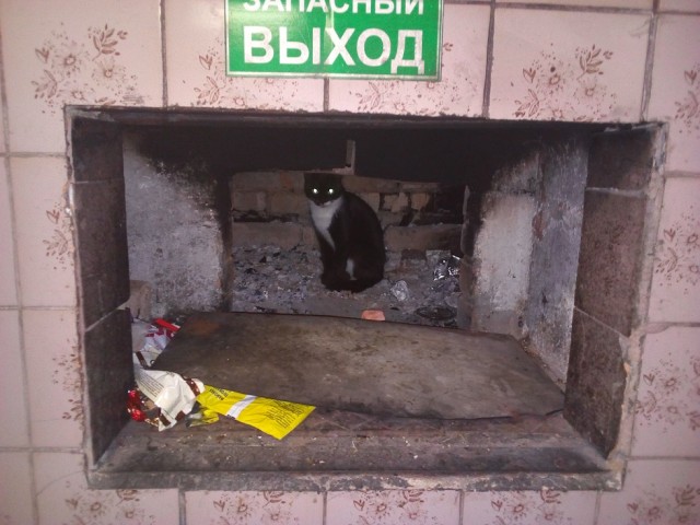 Котовторник  06.08.2019