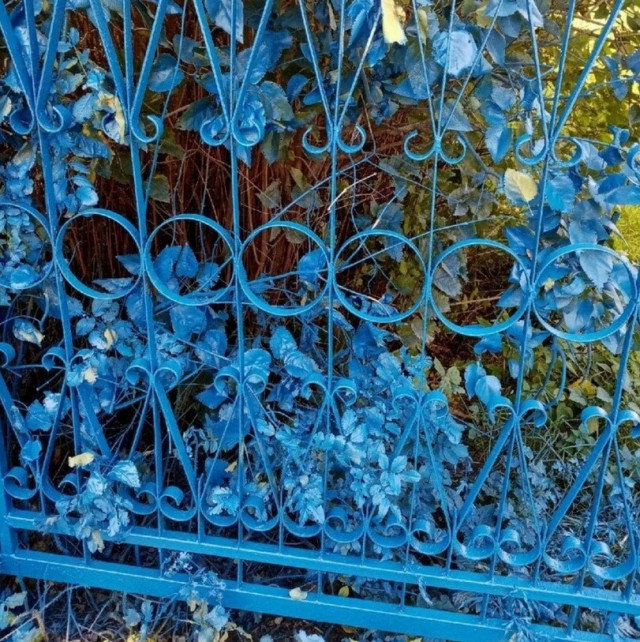 У коммунальщиков Выксы проснулся творческий запал. Они покрасили школьный забор в синий цвет вместе с растениями