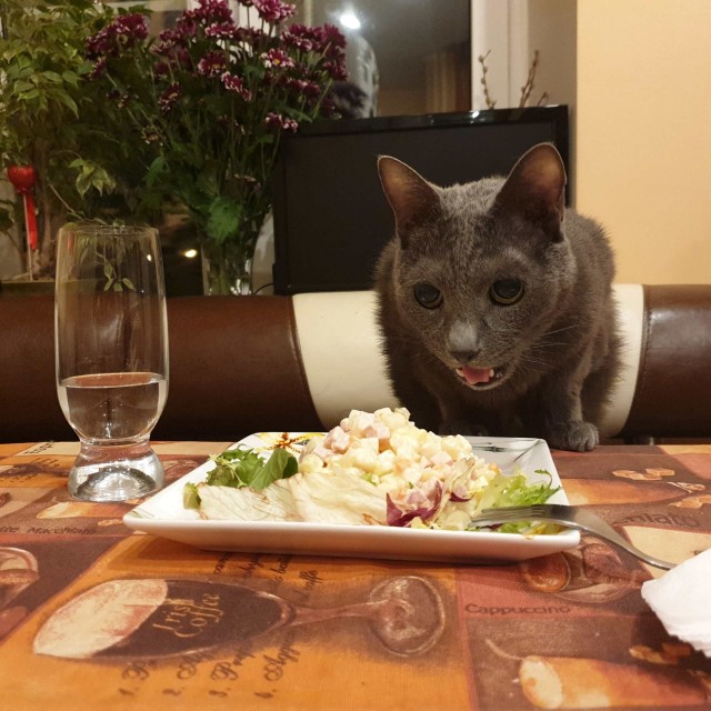 Забавные картинки с котами из сети