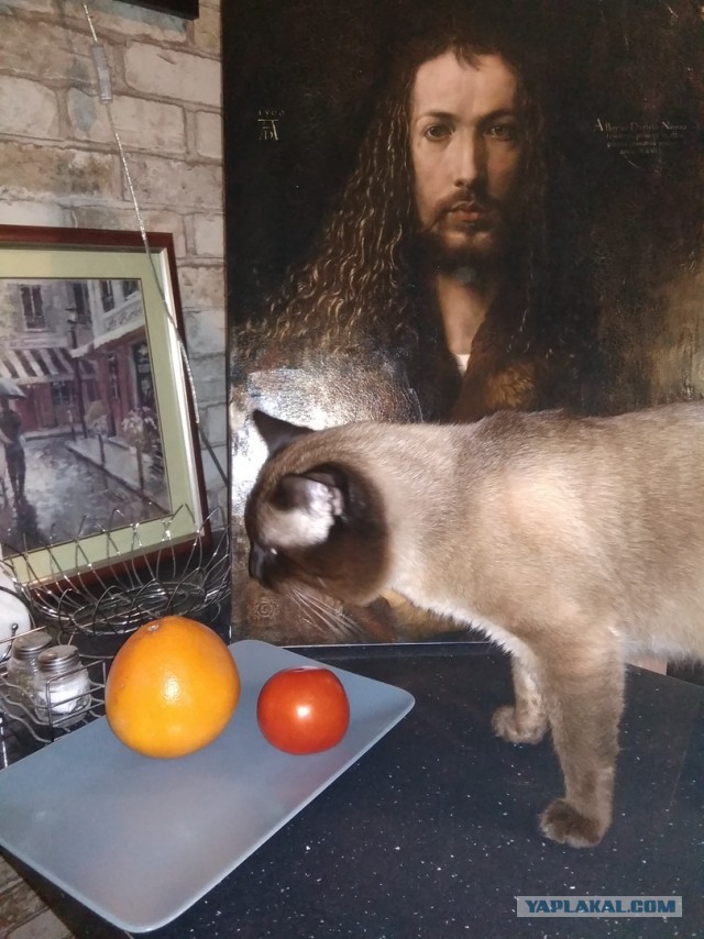 ЯП в кошках