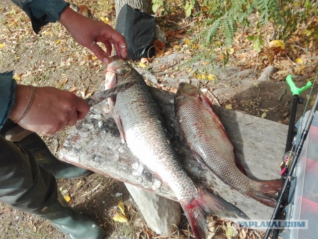 Со своих рыбалок, лето 2019