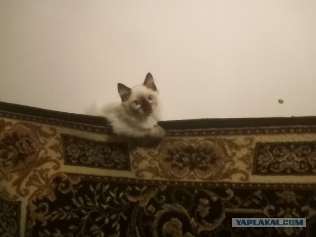 Мужик или Мужчина?