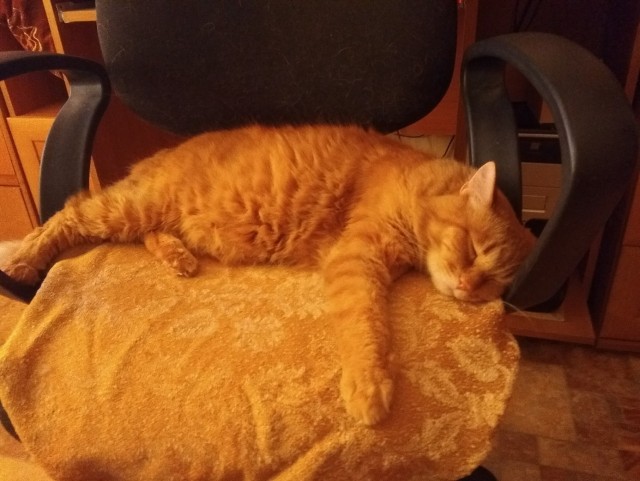 Эти забавные животные
