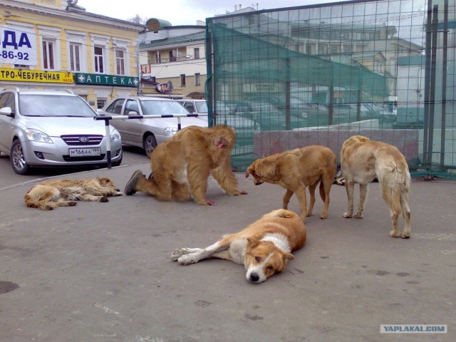 Лучший друг человека.... или наоборот!?