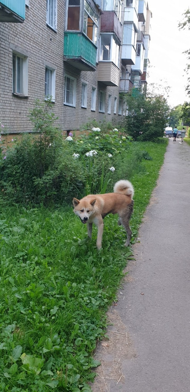 Эти забавные животные