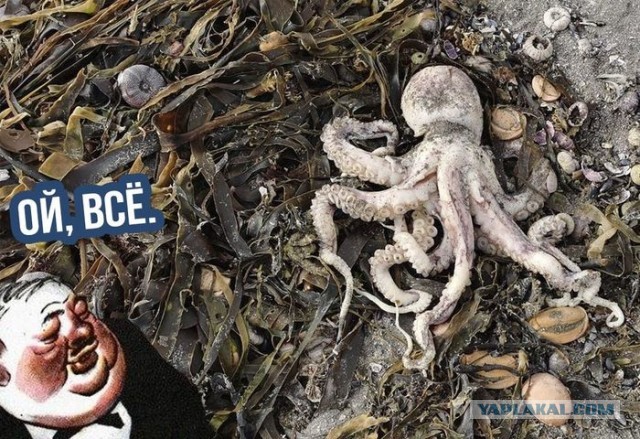 Ученые заявили о гибели 95% морских организмов в Авачинской бухте на Камчатке