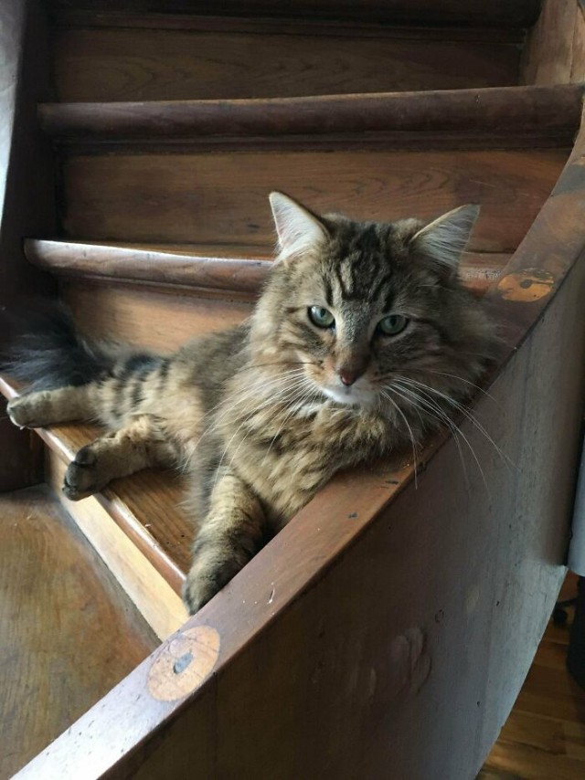 К - Котогеничность