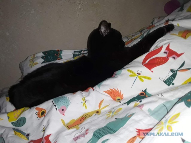 Кошки оставляют следы своих лапок в наших сердцах