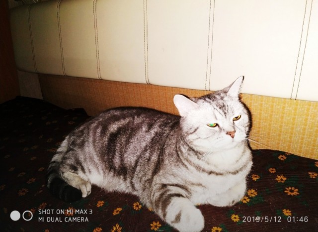 Вторник-кото
