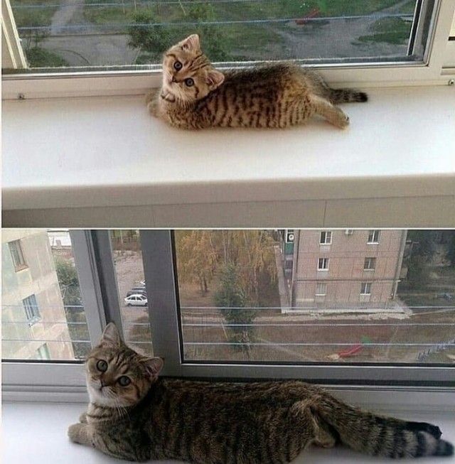 Подборка всякой живности