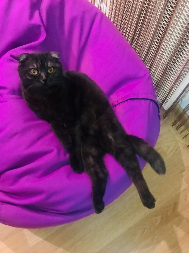 А котовторник уже начался?