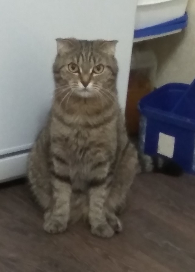 Котовторник. Поговорим о кличках, друзья