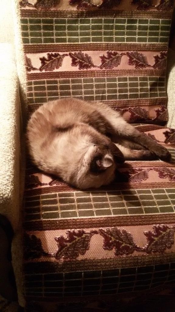 Моя новая коша.