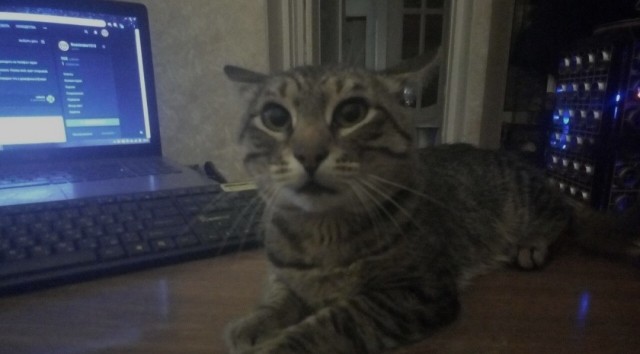 Коты, которые чихать хотели на ваше личное пространство