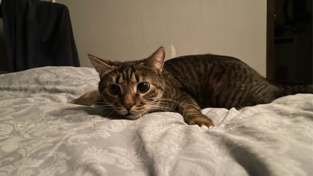Котовторник 21.12.21