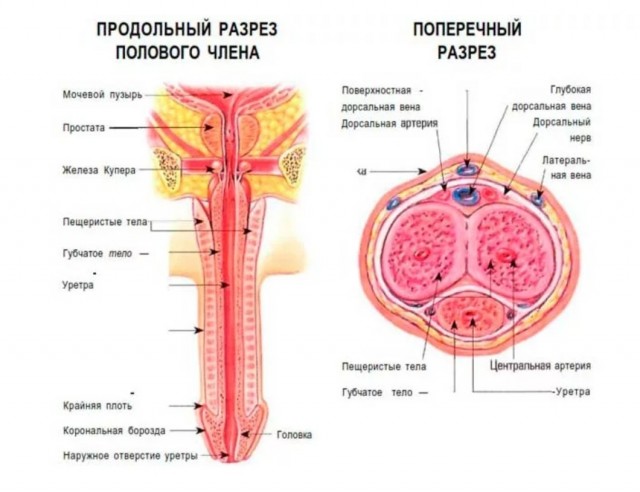 Женщина погибла, ублажая мужа ротом