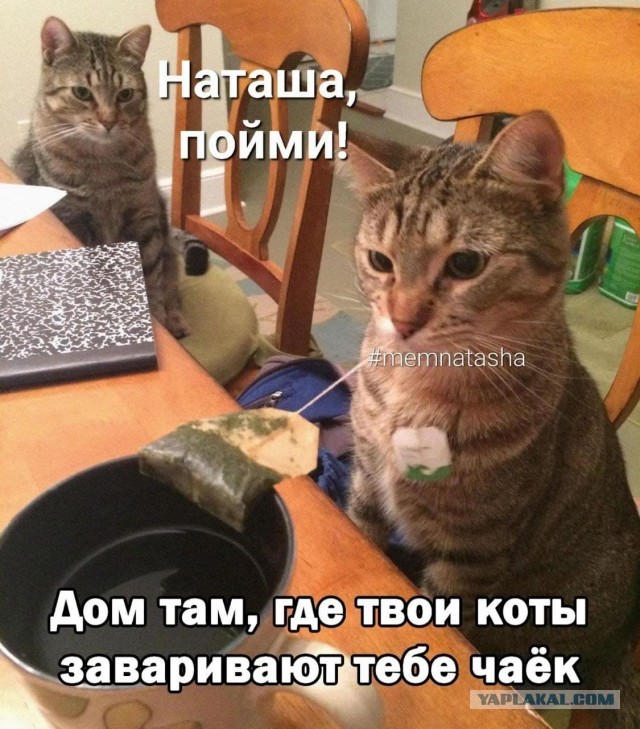 Веселые картинки и видосики