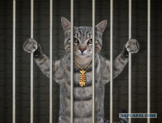 Кошка-наркокурьер пыталась пронести в казанскую колонию гашиш и мефедрон