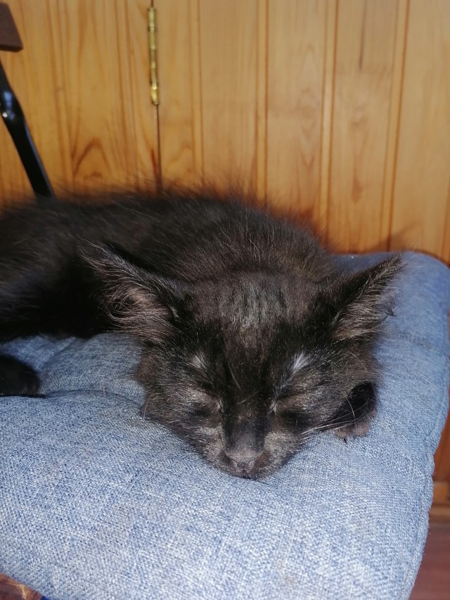 Котовторнику быть