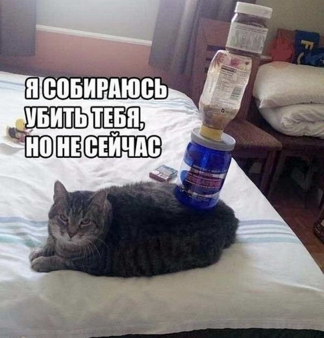 Картинки и мемы для настроения - 17