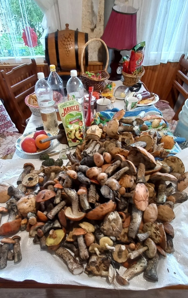 Грибов нет