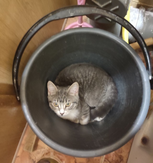 Котовторник 18.10.22