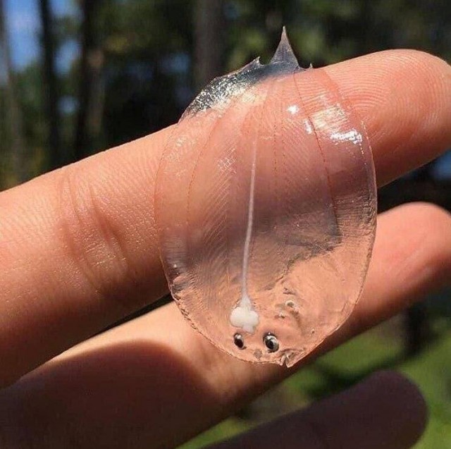 Камбаленок