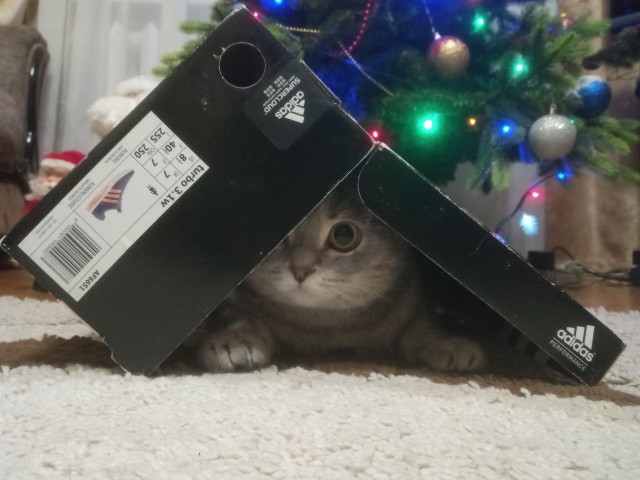 К котовторнику